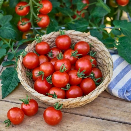 Early Bird Tomato TM163-10