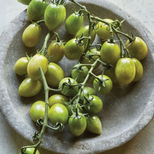 Green Envy Tomato TM190-10