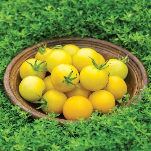 Honey Delight Tomato TM196-10