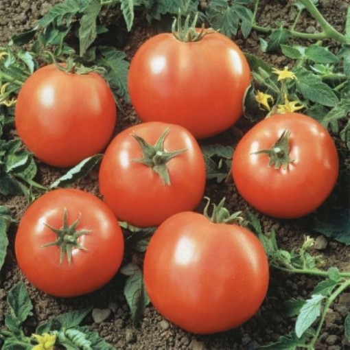 Prime Beef Goliath Tomato TM566-10