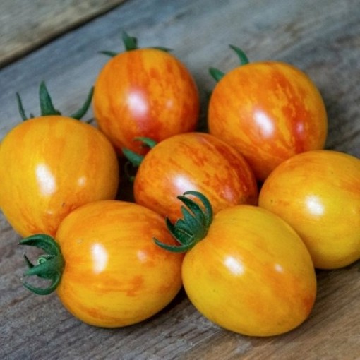 Sunrise Bumble Bee Tomato TM876-20