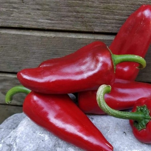 Piquillo Lodosa Basque Peppers SP399-5