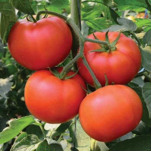 Homestead Tomato TM438-20