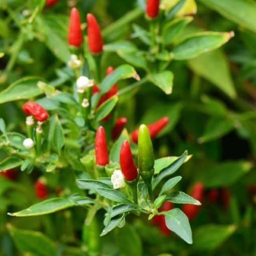 Aji Caballero Peppers HP964-5