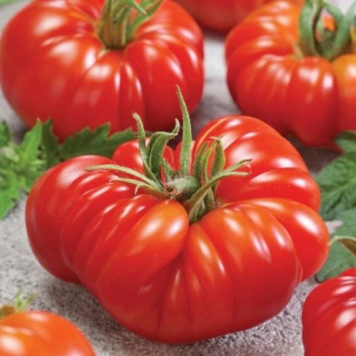 Zapotec Tomato TM177-10