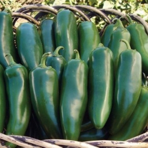 Jalapeno Goliath Peppers HP1071-10