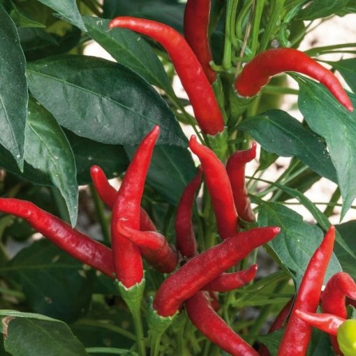 Thai Hot Culinary Peppers HP2307-20