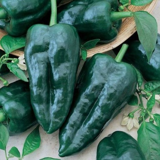 Ancho Poblano Peppers HP1888-20