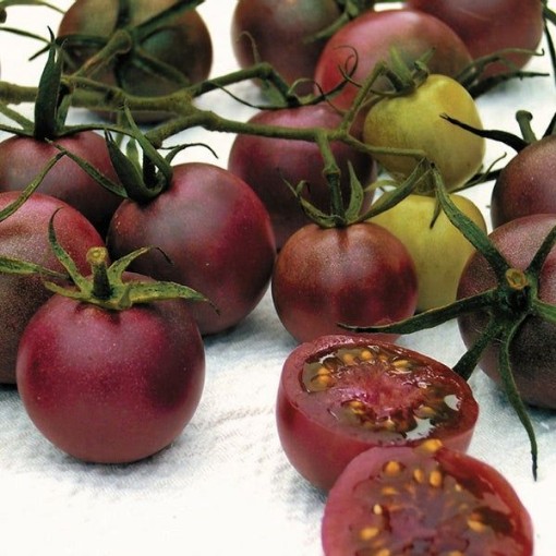 Chocolate Cherry Tomato TM400-20