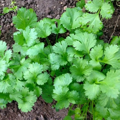 Cilantro Coriander HB170-250