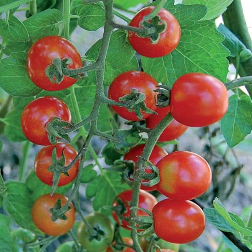 Mexico Midget Tomato TM551-20