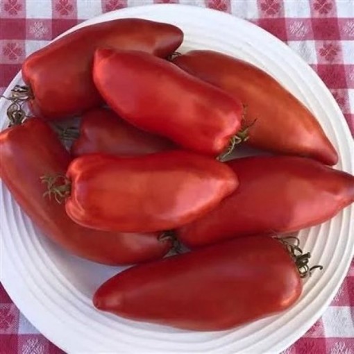 San Marzano Redorta Tomato