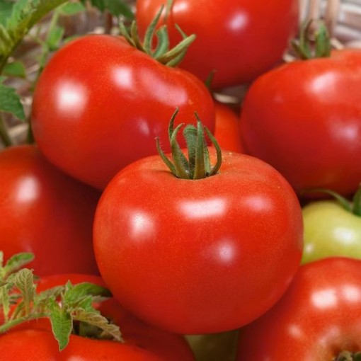 Red Russian Tomato