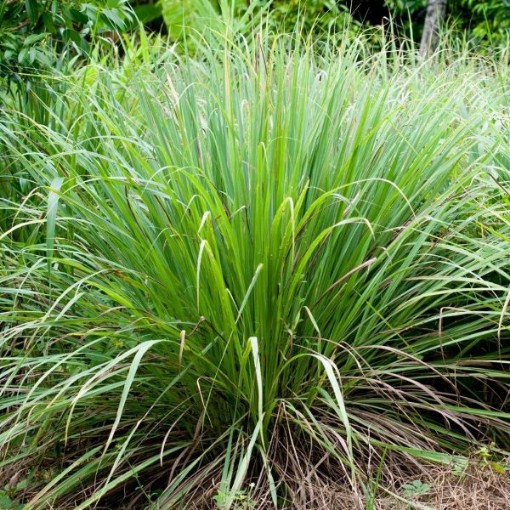 West Indian Lemongrass