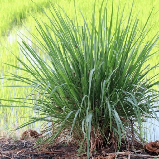 Common Lemongrass