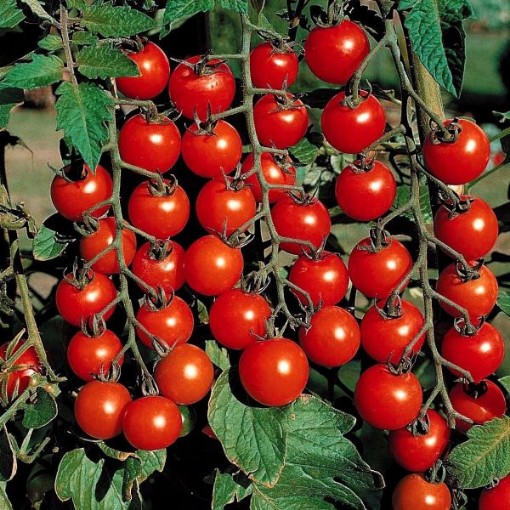 Super Sweet 100 Tomato