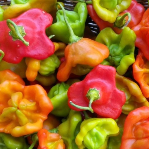 Cambuchi Peppers