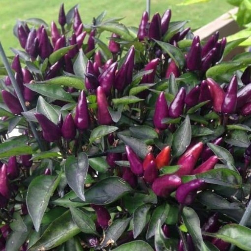 Explosive Ember Peppers