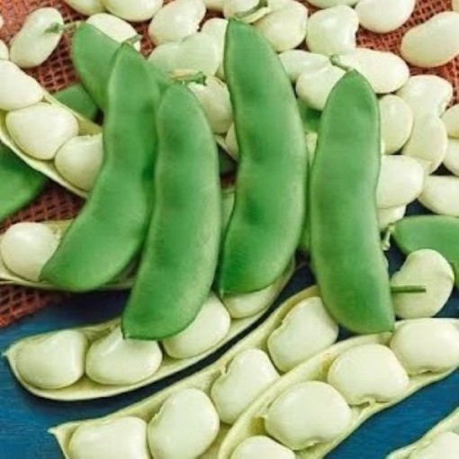 Henderson Lima Beans