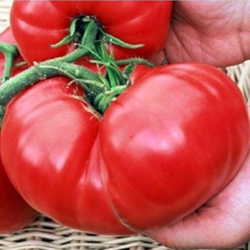 Richardson Tomato