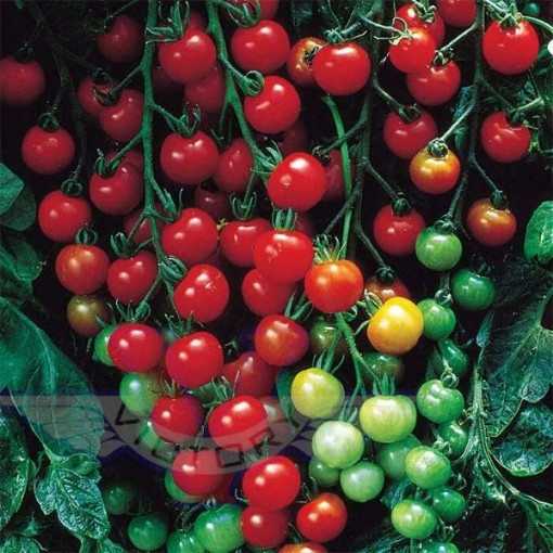 Sweet 100 Tomato