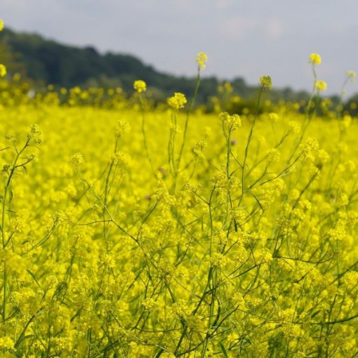 Black Mustard