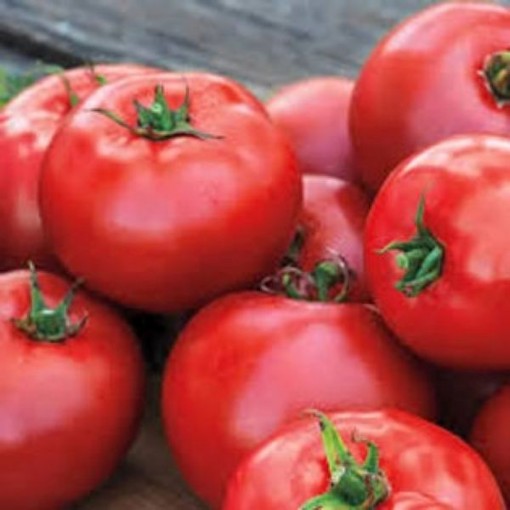 Better Boy Tomato