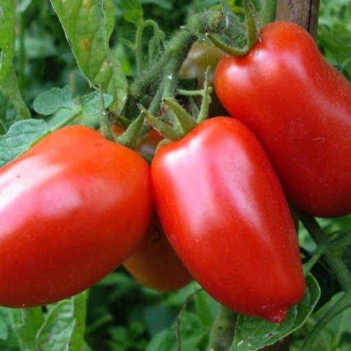 Super Italian Paste Tomato
