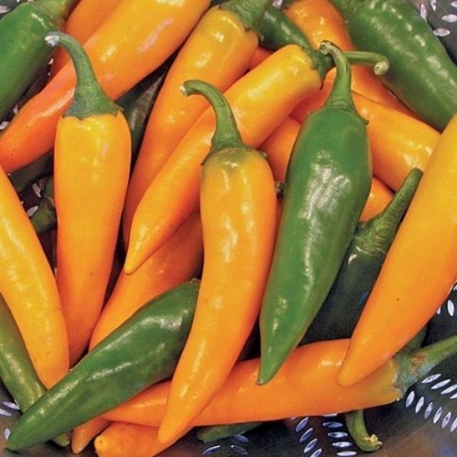 Bulgarian Carrot Peppers
