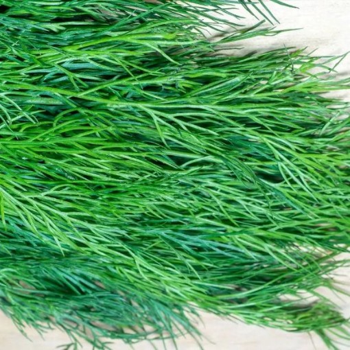 Fernleaf Dill