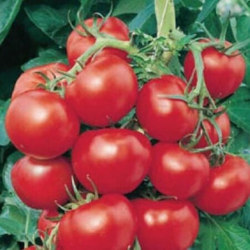 Early Cascade Tomato