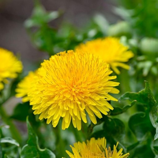 Dandelion