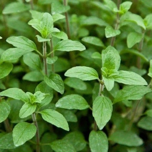 Italian Oregano