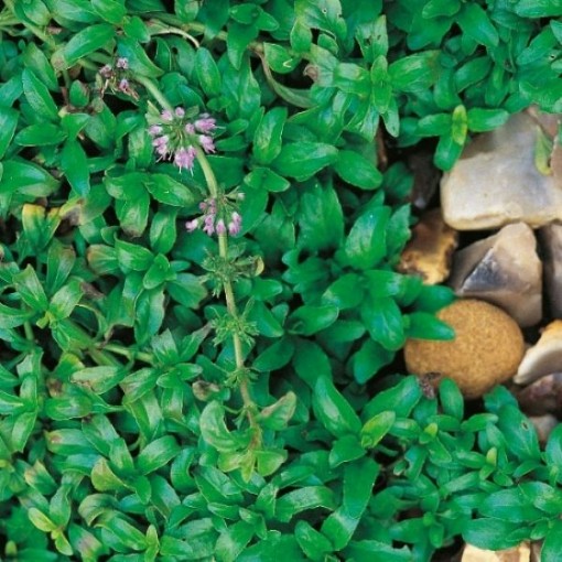 Pennyroyal