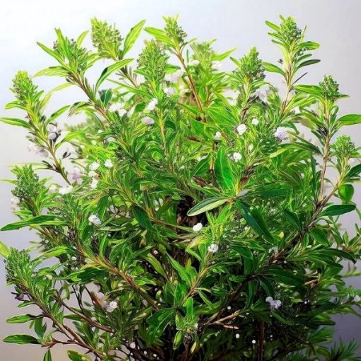 Summer Savory
