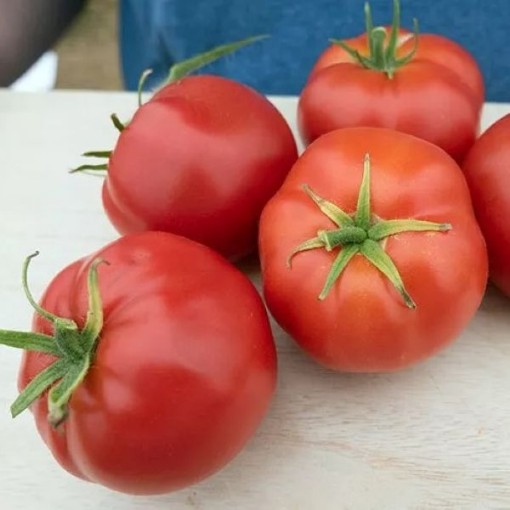 Quarter Century Tomato