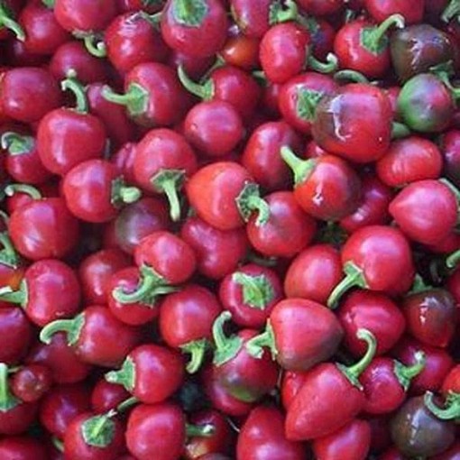 Satan's Kiss Peppers
