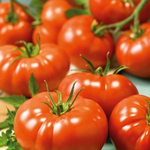 Belle of the Ball Tomato