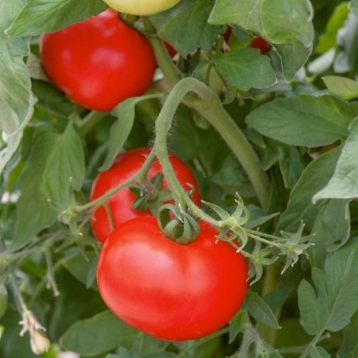 Best Boy Tomato