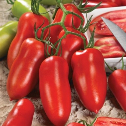 Andiamo Tomato