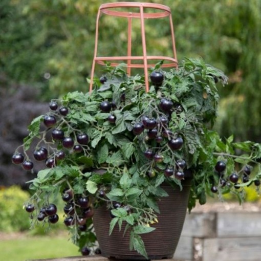 Akoya Tomato