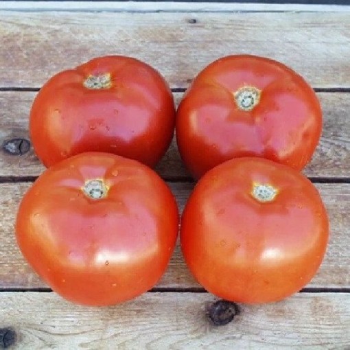 Poseidon 43 Tomato