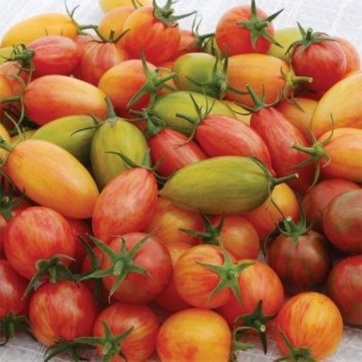 Artisan Mix Tomato