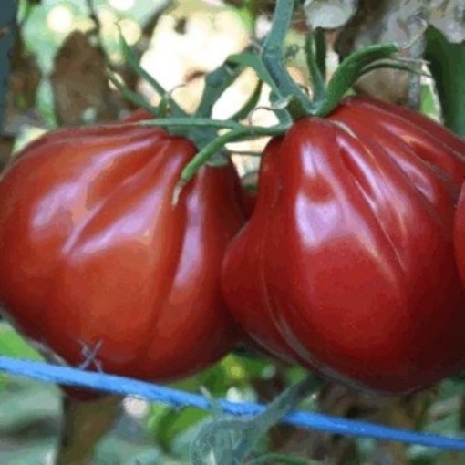 Palpatation Tomato