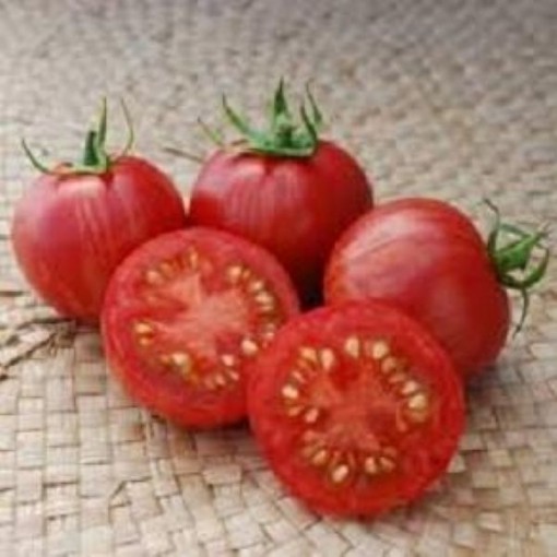 Vernissage Pink Tomato
