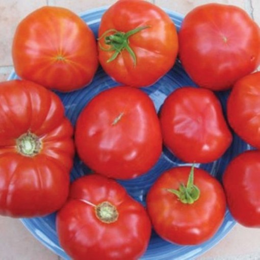 American Original Red Beefsteak Tomato