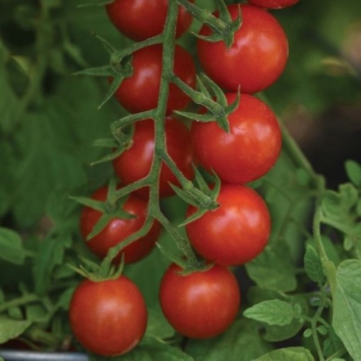 Artemis Tomato